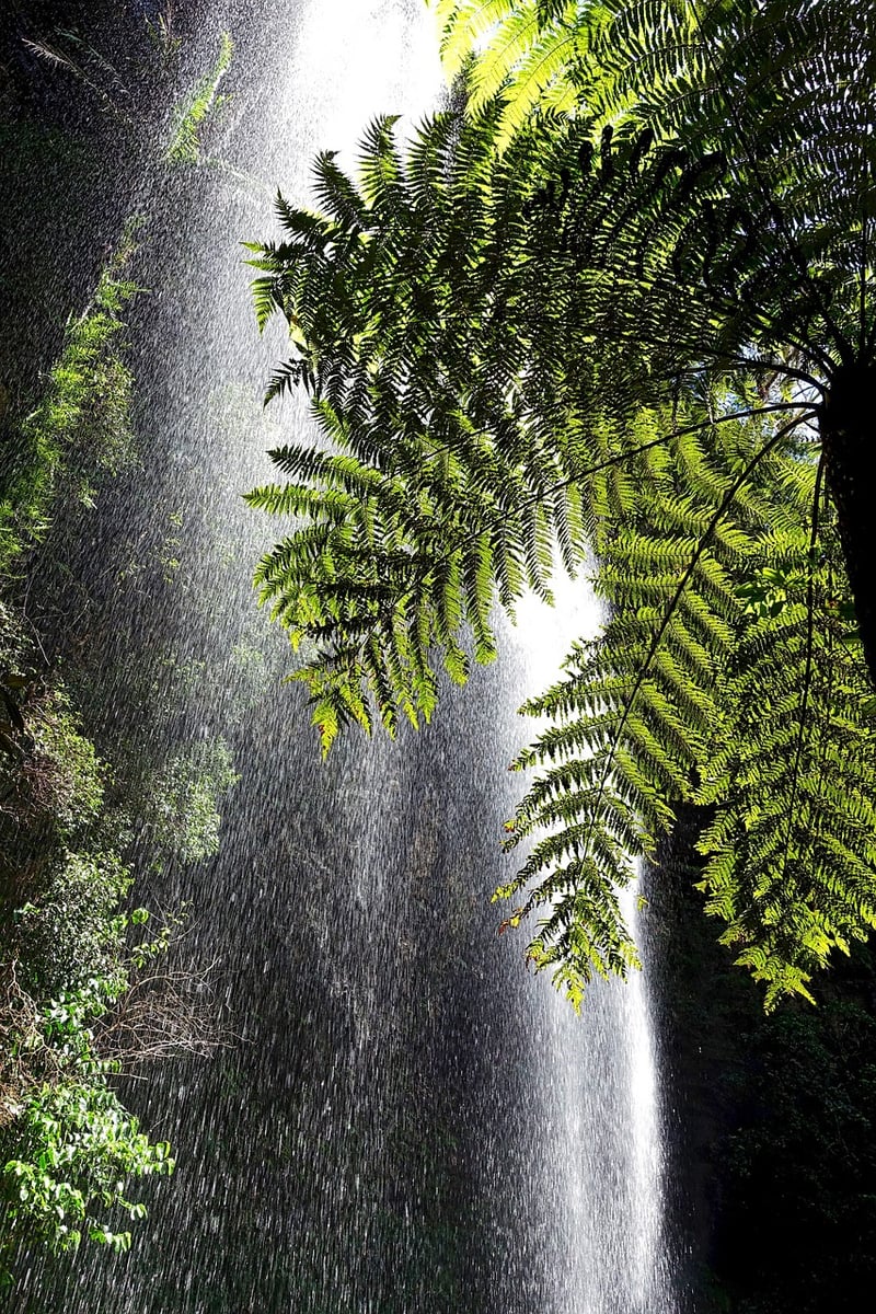 Enchanted waters