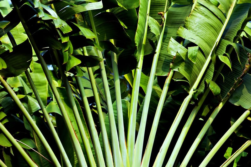 Tropical Waterfall